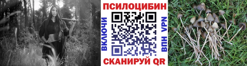 Купить где  Мариинск  Галлюциногенные грибы Cubensis 